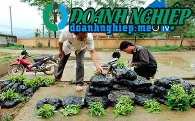 Image of List companies in Hoa Binh Commune- Chi Lang District- Lang Son
