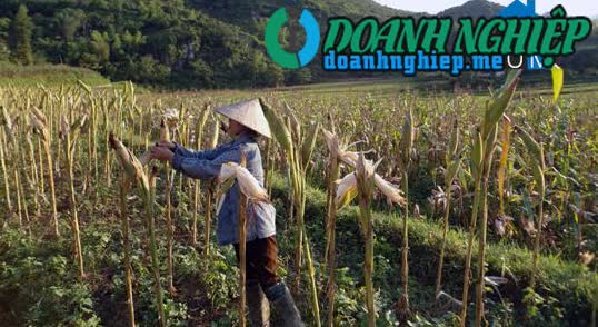 Image of List companies in Yen Phuc Commune- Van Quan District- Lang Son