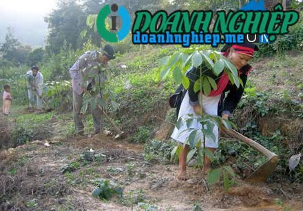 Image of List companies in Hoang Then Commune- Phong Tho District- Lai Chau