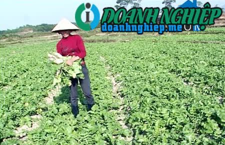Ảnh về Doanh nghiệp tại Xã Quảng Lợi- Huyện Đầm Hà- Quảng Ninh