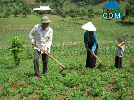 Image of List companies in Nong Lay Commune- Thuan Chau District- Son La