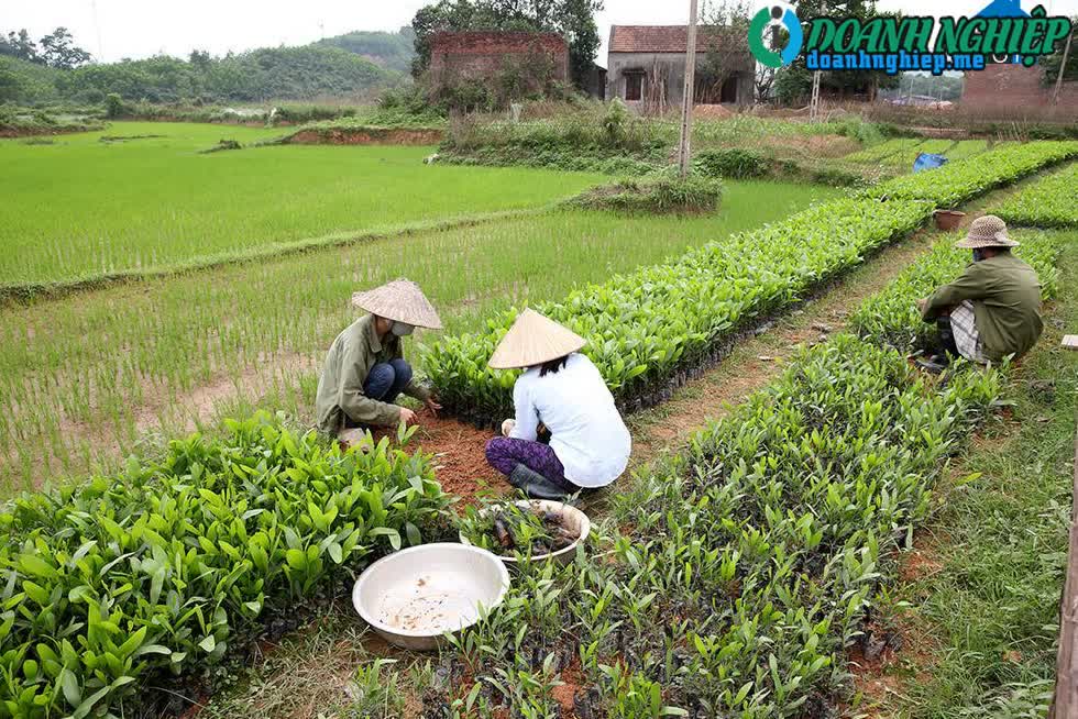 Image of List companies in Hai Lang Commune- Tien Yen District- Quang Ninh
