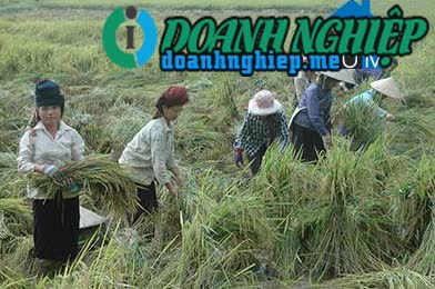 Image of List companies in Muong Lang Commune- Phu Yen District- Son La