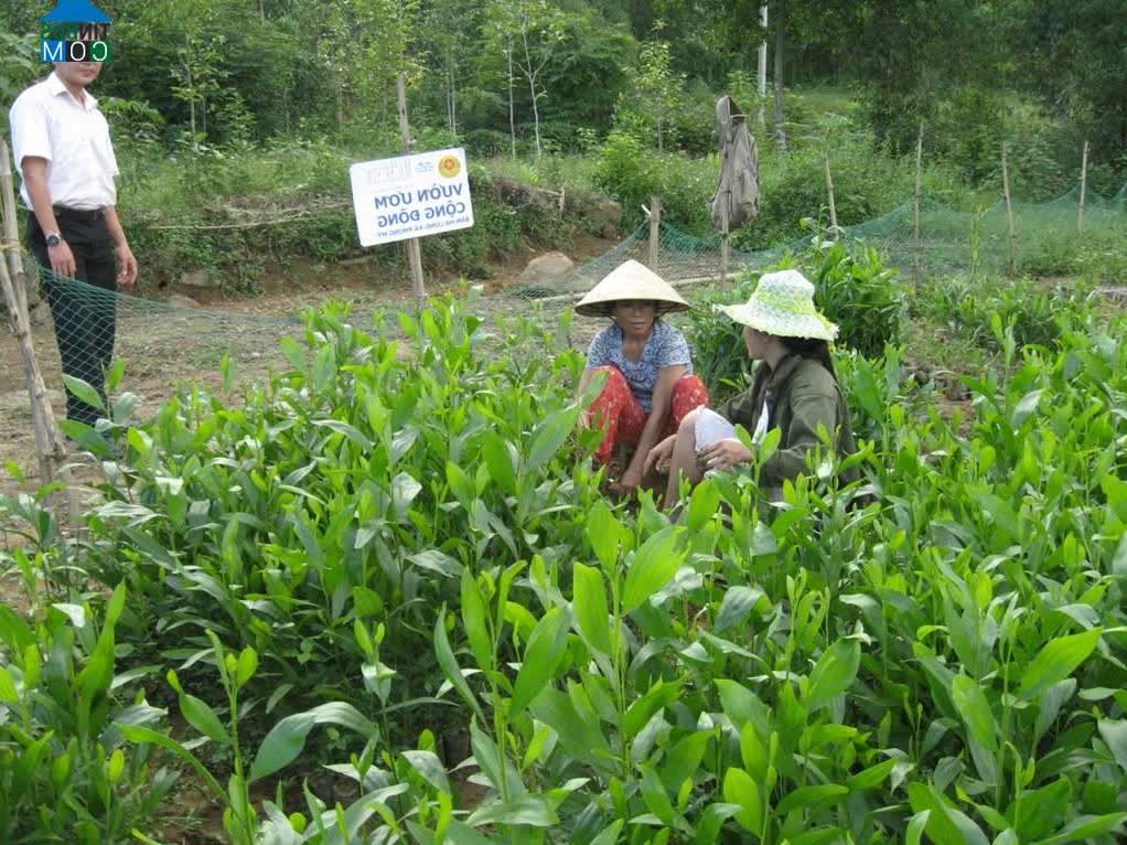Image of List companies in Phong My Commune- Phong Dien District- Thua Thien Hue