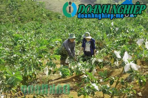 Image of List companies in Dak Ha Commune- Dak GLong District- Dak Nong