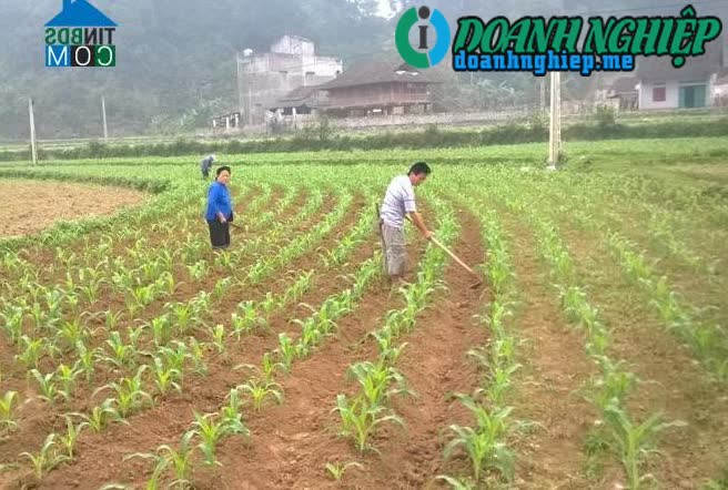 Image of List companies in Doc Lap Commune- Quang Uyen District- Cao Bang