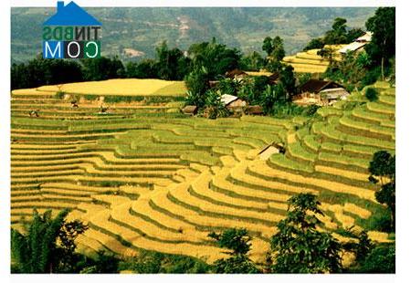 Image of List companies in Ban Peo Commune- Hoang Su Phi District- Ha Giang