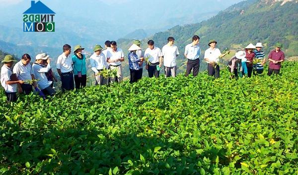 Image of List companies in Chien Pho Commune- Hoang Su Phi District- Ha Giang